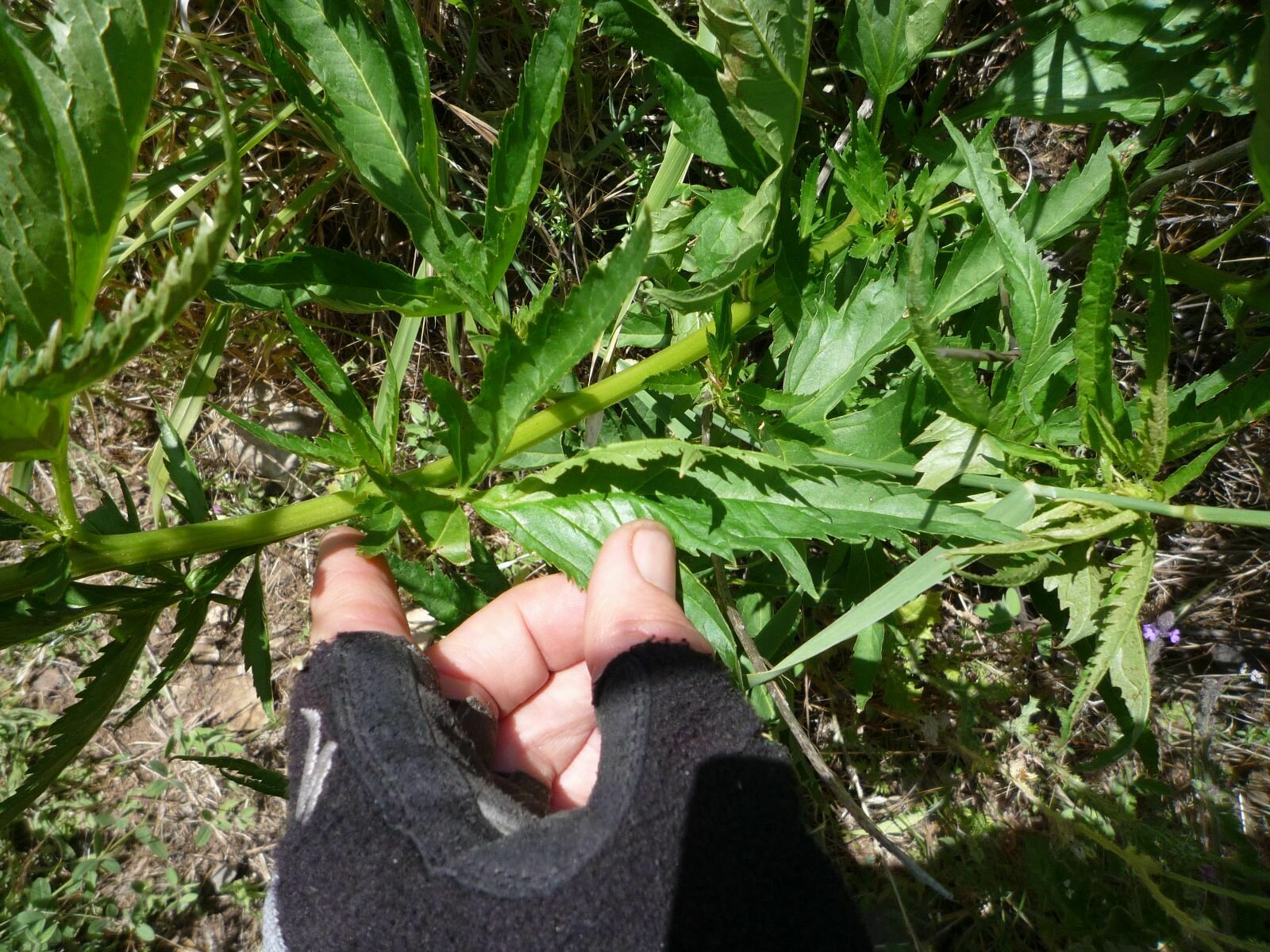 High Resolution Datisca glomerata Leaf